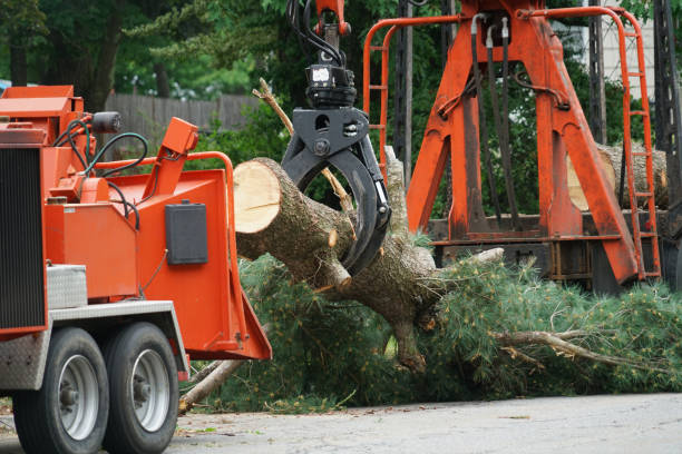 Best Storm Damage Tree Cleanup  in Wyoming, IL